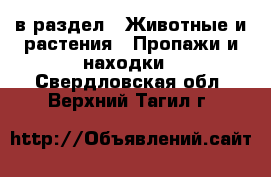  в раздел : Животные и растения » Пропажи и находки . Свердловская обл.,Верхний Тагил г.